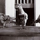 Illustration for article titled When Pets Get Drafted: The Bizarre History of Animal Soldiers